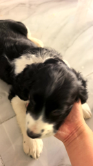 史宾格犬70多天